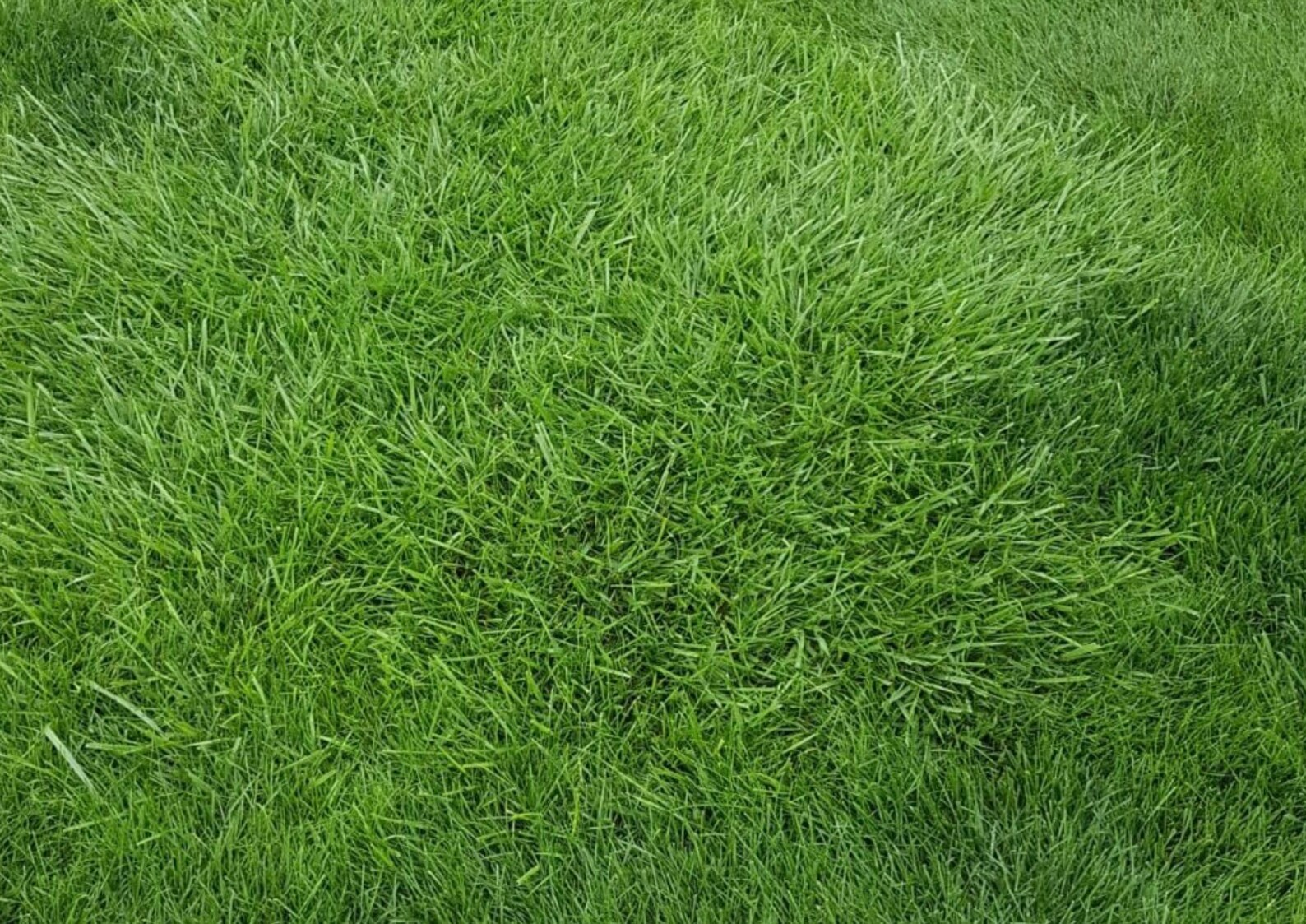Grass Seeds and Fertilizer Mix Tall Fescue, Kentucky Bluegrass ...