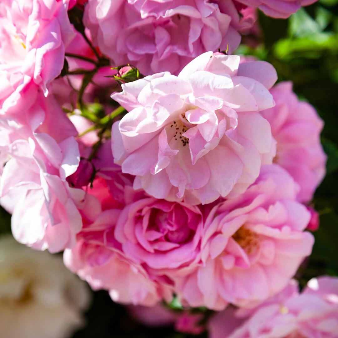 30 Pink Climbing Roses, Cottage Garden Roses - Etsy