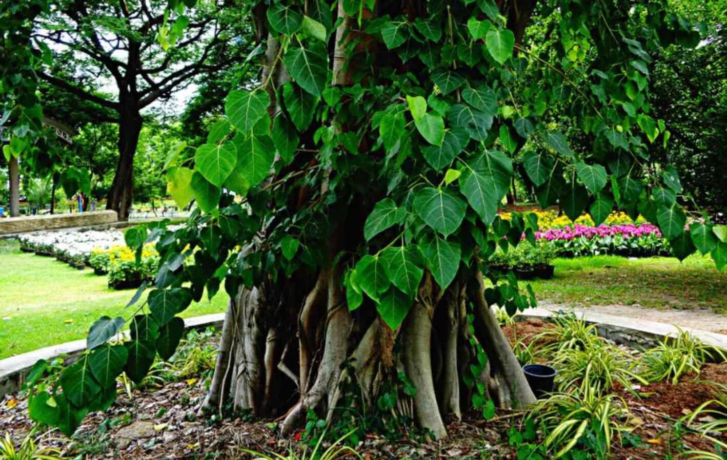 Sacred Fig Tree Seeds - Ficus Religiosa - Bodhi Buddha Tree Seeds ...
