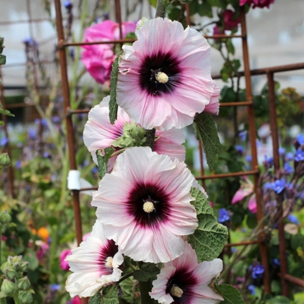 10 Hollyhock Seeds Halo Blossom Hollyhocks Non GMO Perennial Seeds for Flowers Easy to Grow Perennial Deer Resistant Flower - RARE COLOR!