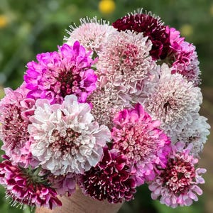 Scabiosa Seeds Berry Mix Scabiosa Scoop, Pincushion Scabiosa Flower Seeds