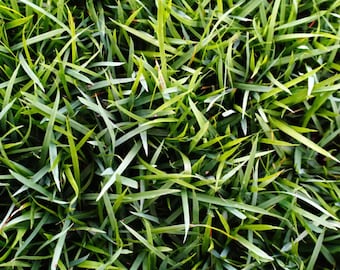 Zoysia Grass Seeds – Drought-Tolerant Korean Lawn, Full Sun