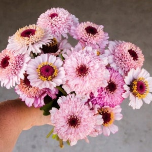 20 Zinnia Seeds Zinderella Lilac Seeds