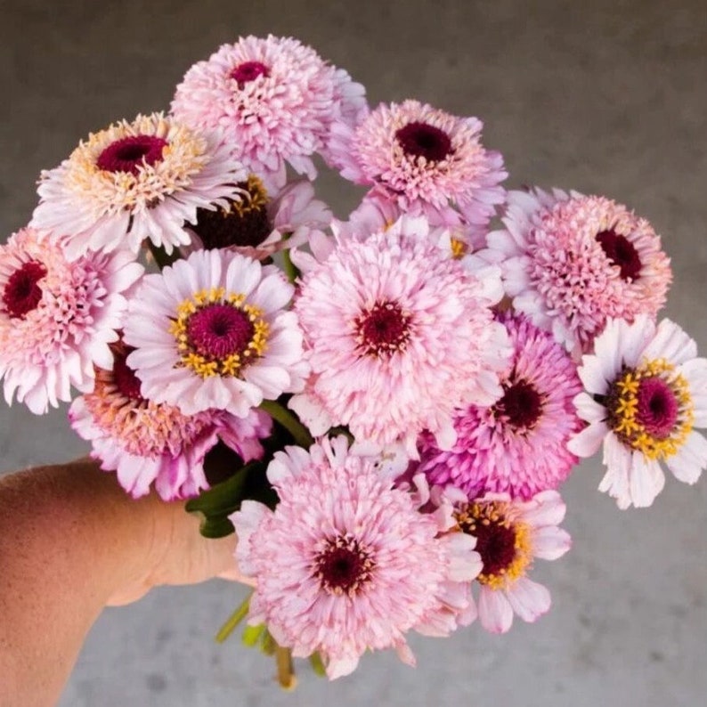 Pode incluir: Um buqu&ecirc; de zinnias rosa e brancas com centros amarelos. As flores est&atilde;o dispostas em uma m&atilde;o.
