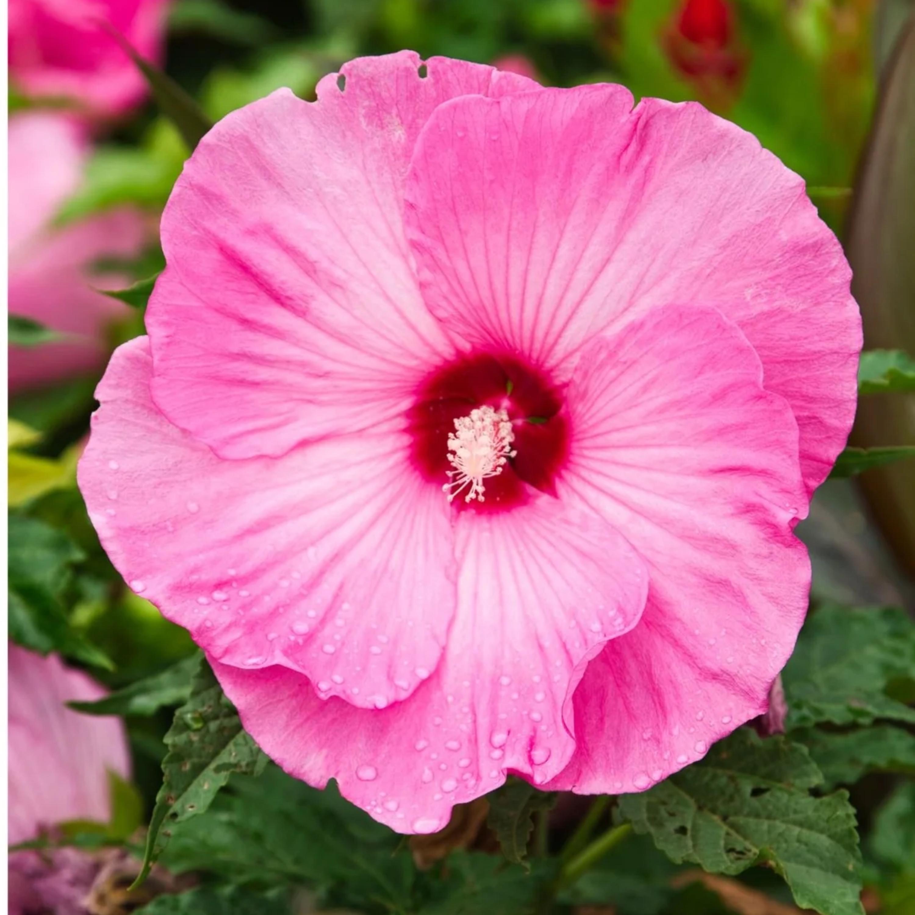40 Tropical Hibiscus Seeds Mix Colors - Etsy