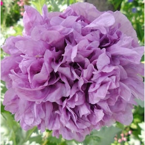 Double Peony Poppy Flower Seeds Purple Poppy Flowers HUGE BLOOMS-50 Seeds