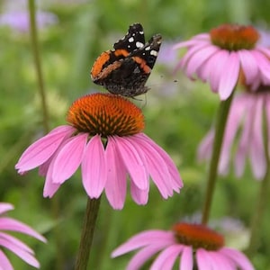 Purple Coneflower Seeds – Echinacea purpurea for Pollinator Gardens | Attracts Bees, Butterflies & Hummingbirds