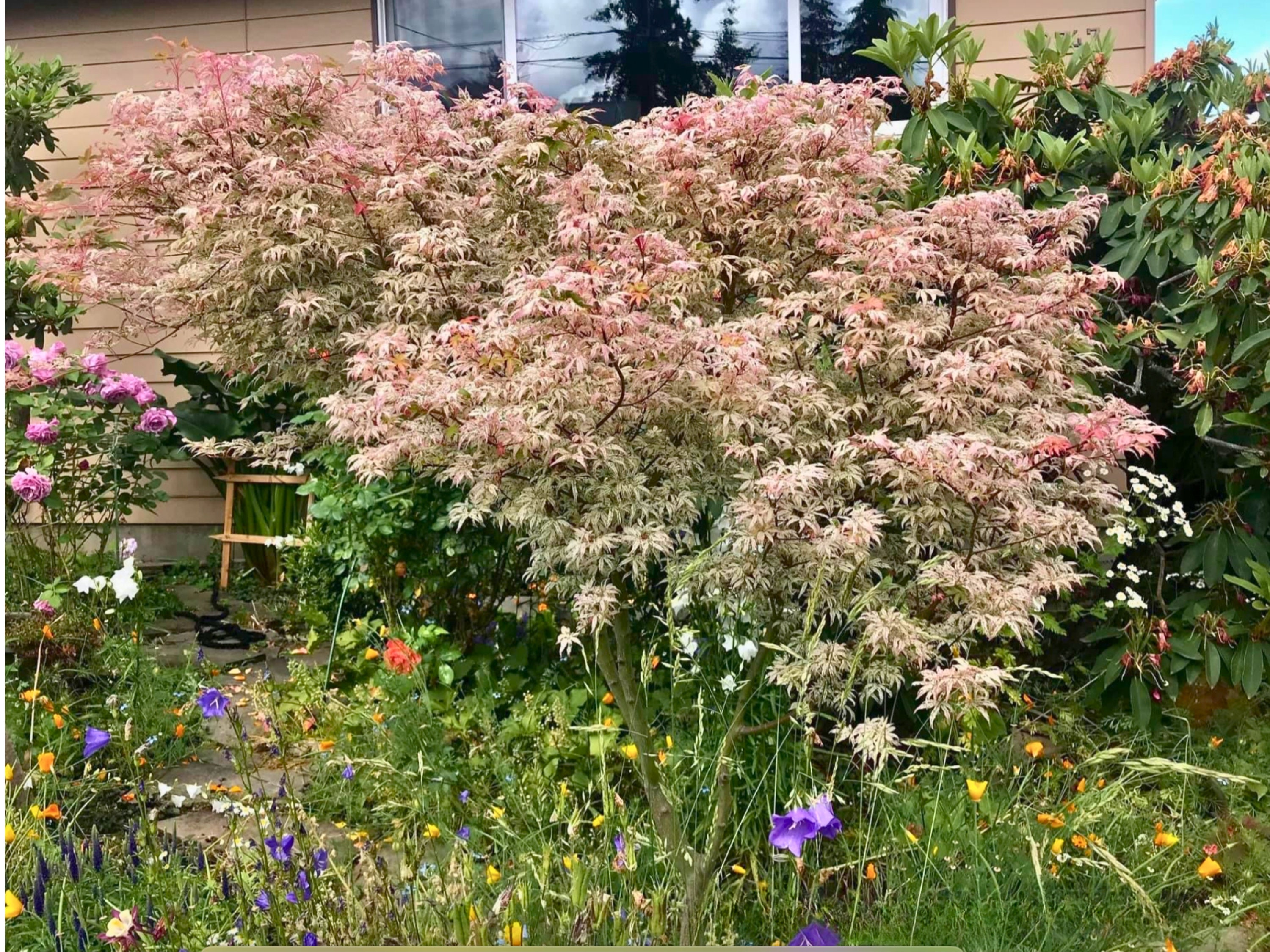 15 Ukigumo Japanese Maple Tree SEEDS Variegated Japanese Maple
