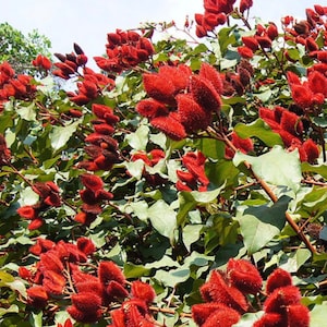 Annatto Lipstick Tree / Perennial Flower (Bixa orellana) Achiote Plant Seeds