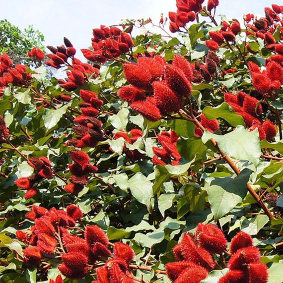 Annatto Lipstick Tree / Perennial Flower (bixa Orellana) Achiote Plant  Seeds - Etsy