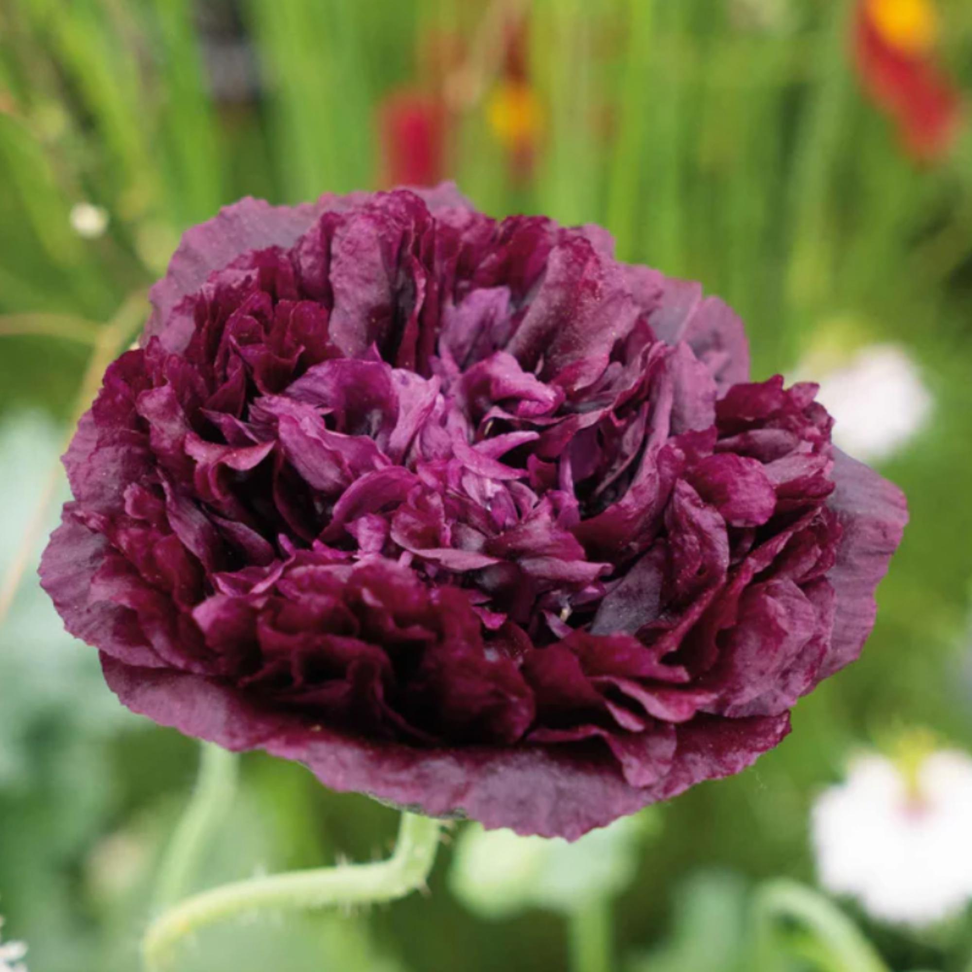 Papaver Paeoniflorum 'Black Peony' Seeds (150 Seeds) (Poppy, Peony