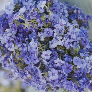 Blue Phlox Phlox Drummondii - Pollinator Plant for Borders - Annual Full Sun Flower