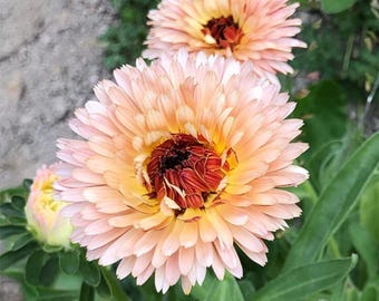 25 Strawberry Blonde Calendula Seeds, Wildflower Seeds