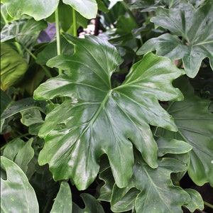 Philodendron Selloum Seeds Hope Philodendron Split Leaf Philodendron Bipinnatifidum - Tropical Plant Seeds