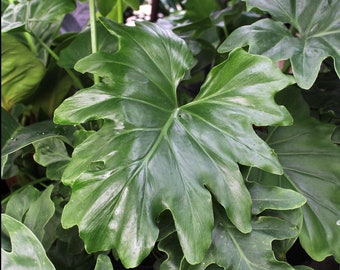 Philodendron Selloum Seeds Hope Philodendron Split Leaf Philodendron Bipinnatifidum - Tropical Plant Seeds