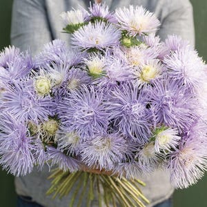 China Aster Seeds Purple Aster Flower Seeds Easy to Grow Summer Aster Flowers