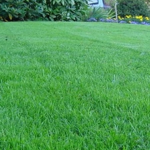 Grass Seeds and Fertilizer Mix - Tall Fescue, Kentucky Bluegrass, Perennial Ryegrass - Drought Tolerant Lawn Seeds