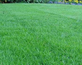 Grass Seeds and Fertilizer Mix - Tall Fescue, Kentucky Bluegrass, Perennial Ryegrass - Drought Tolerant Lawn Seeds