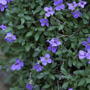 Rock Cress Aubrieta Seeds Blue Perennial Ground Cover | Pollinator-Friendly | Drought-Tolerant