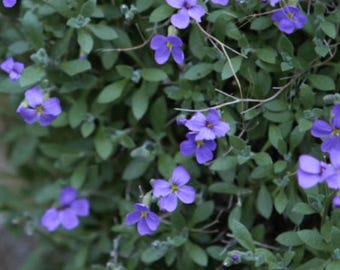 Rock Cress Aubrieta Seeds Blue Perennial Ground Cover | Pollinator-Friendly | Drought-Tolerant