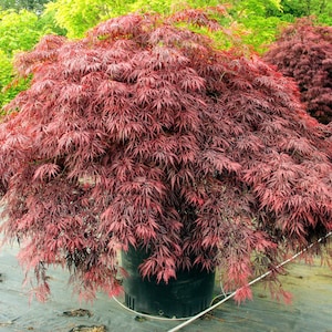 Red Dragon Japanese Maple Seeds Acer palmatum Red Dragon&#39;Weeping Japanese Maple / Most Sun-Tolerant Dwarf Japanese Maple