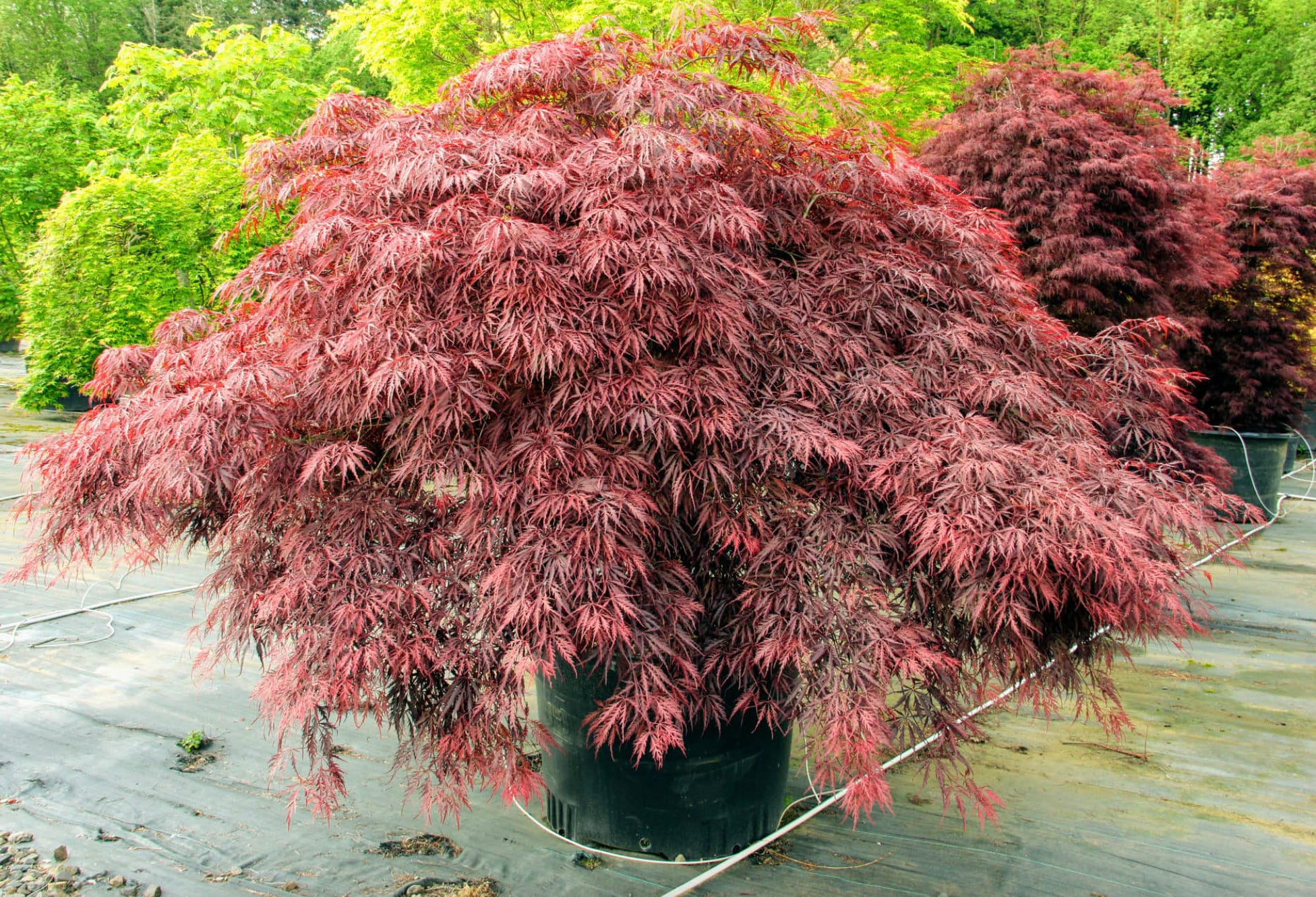 Red Dragon Japanese Maple Seeds Acer Palmatum Red Dragon'weeping ...