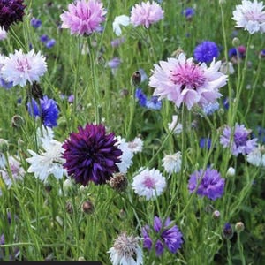 Bachelor Buttons Tall Mix Cornflower Seeds | Cottage Garden Flower, Pollinator-Friendly, Easy to Grow