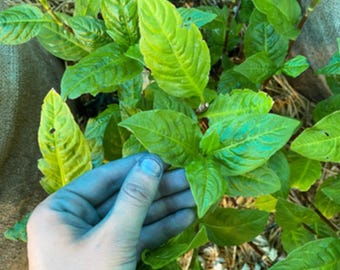 Persicaria Tinctoria, Japanese Indigo Seeds, Dye Plant Seeds