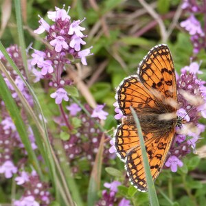 Puede incluir: Primer plano de una mariposa con alas naranja y negras, posada sobre un grupo de flores moradas.