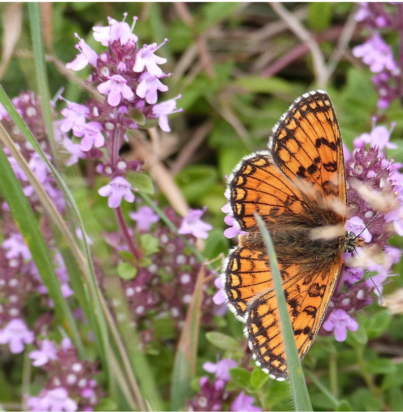 Puede incluir: Primer plano de una mariposa con alas naranja y negras, posada sobre un grupo de flores moradas.