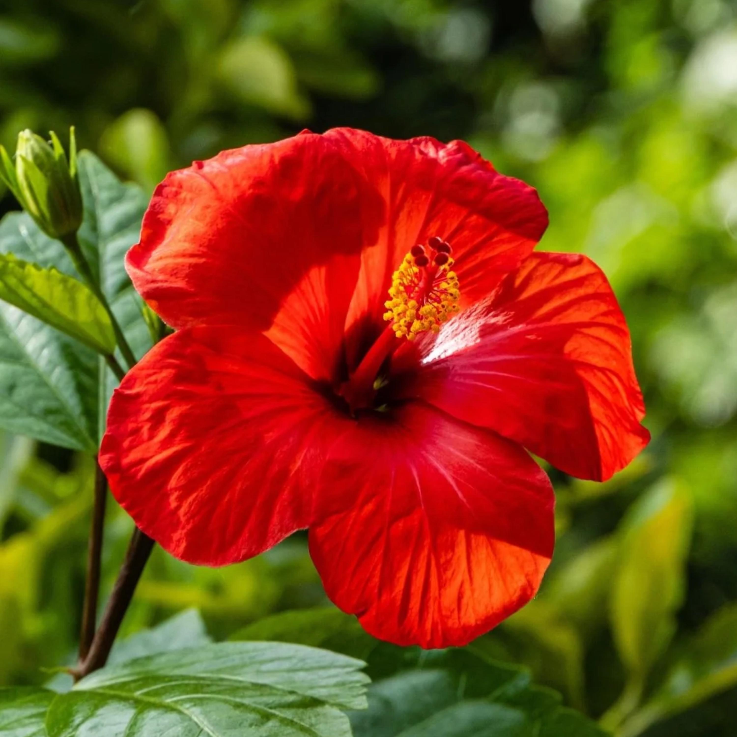 バズー　ハイビスカス220 40 Tropical Hibiscus Seeds Mix Colors - Etsy