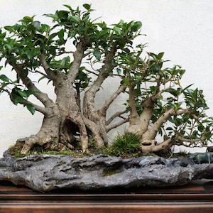 Sacred Fig Tree Seeds - Ficus Religiosa -  Bodhi Buddha Tree Seeds - COLLECTOR BONSAI