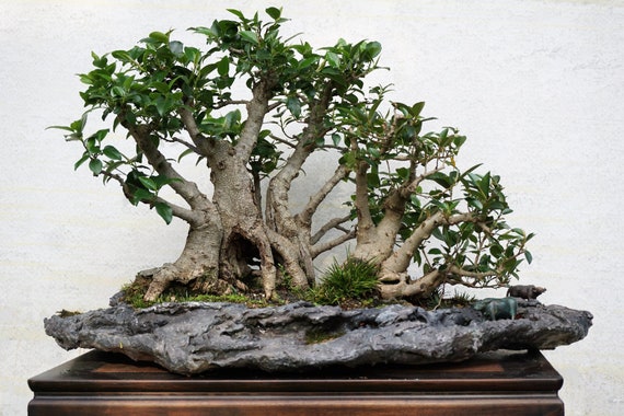 Sacred Fig Tree Seeds - Ficus Religiosa - Bodhi Buddha Tree Seeds -  COLLECTOR BONSAI - Etsy Israel
