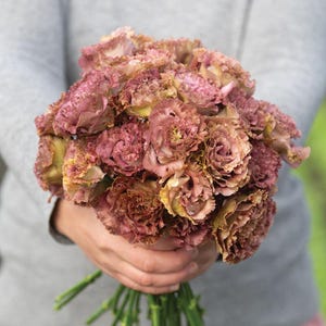 Lisianthus Seeds Terracotta  | Cut Flower  - BEST SELLER