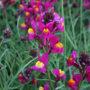 Organic Baby Snapdragon Seeds – Unique Wedding Flowers | Easy to Grow 50 Seeds