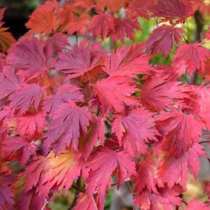 Japanese Maple Tree Seeds - Acer japonicum &#39;Meigetsu&#39; Full-Moon Maple: GORGEOUS Gold and Red Leaves