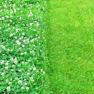 Micro Clover Seeds | Lawn Alternative Ground Cover | Bee-Friendly, Low Maintenance Ornamental Grass
