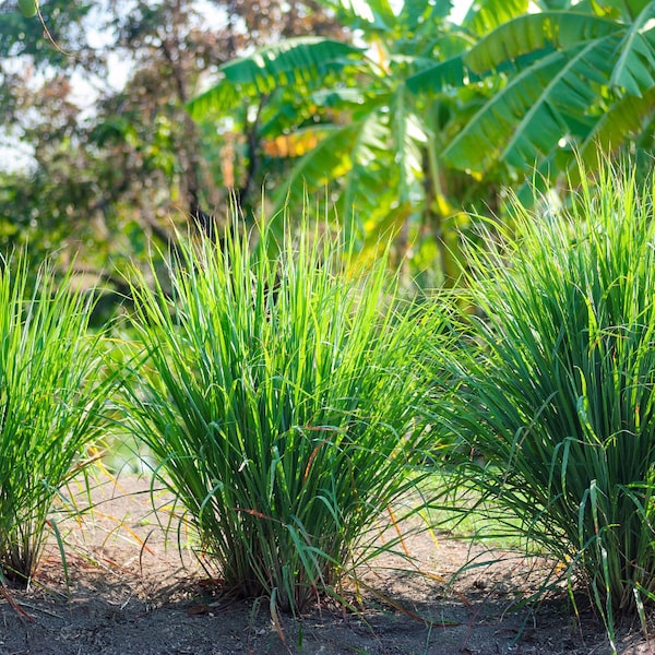 Lemon Grass Seeds Etsy