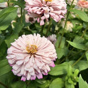 Pu&ograve; includere: Primo piano di due fiori di zinnia rosa con centri gialli. I fiori sono in fiore e hanno un aspetto morbido e delicato. I fiori sono circondati da foglie verdi.