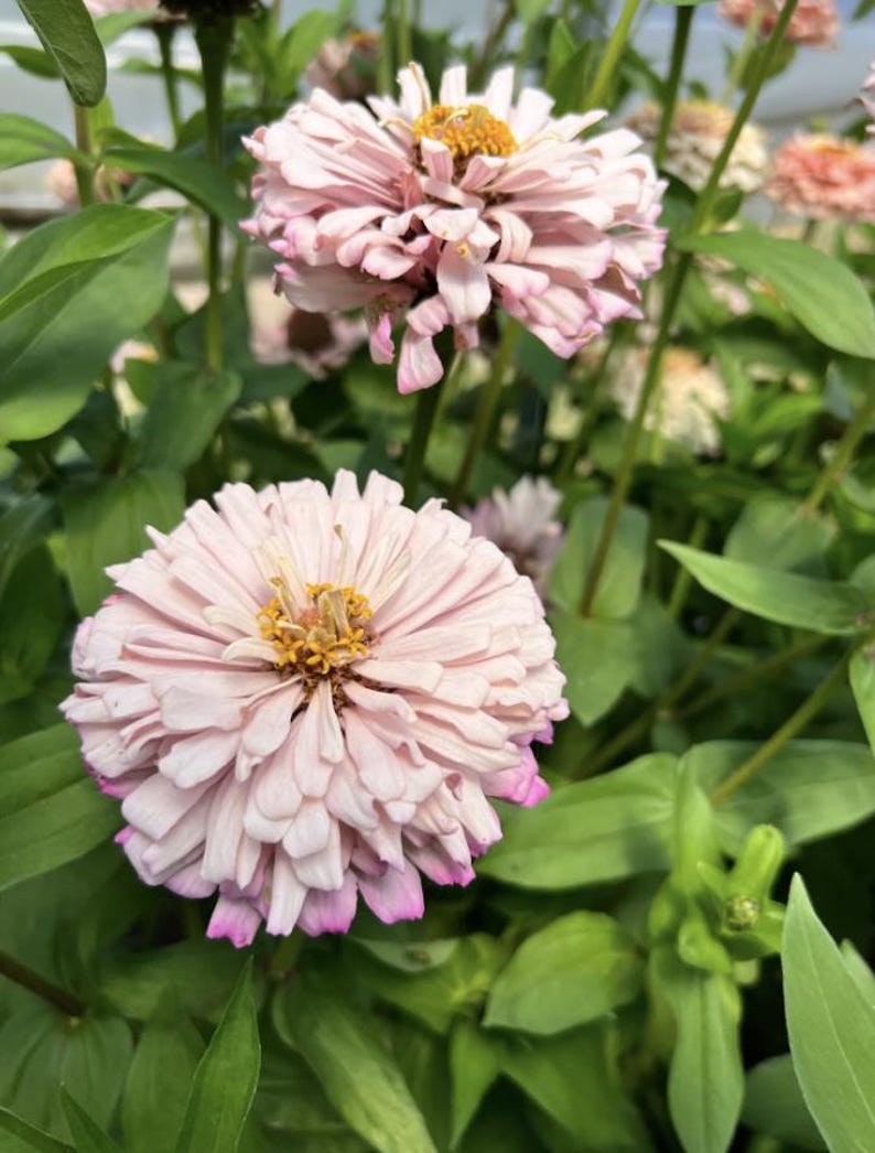 Pu&ograve; includere: Primo piano di due fiori di zinnia rosa con centri gialli. I fiori sono in fiore e hanno un aspetto morbido e delicato. I fiori sono circondati da foglie verdi.