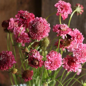 Scabiosa Seeds Summer Blooming - BEAUTIFUL Rose Pink Blooms Pincushion Scabiosa Flower- On BACK order till July 28th