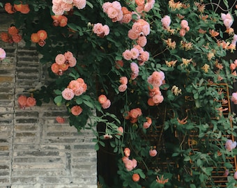 40 Climbing Roses, Peach Fragrant Rose Seeds,
