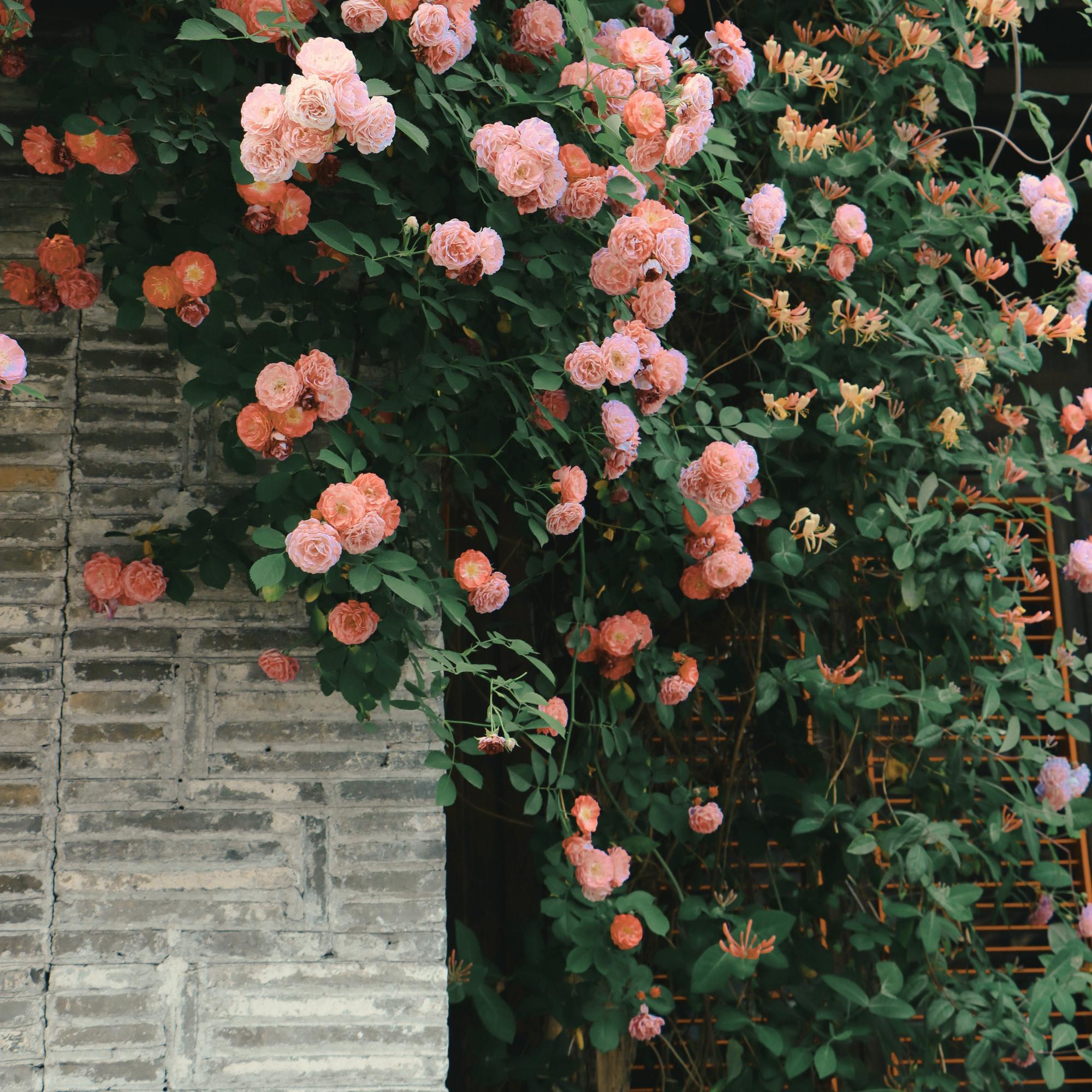 40 Climbing Roses, Peach Fragrant Rose Seeds, - Etsy