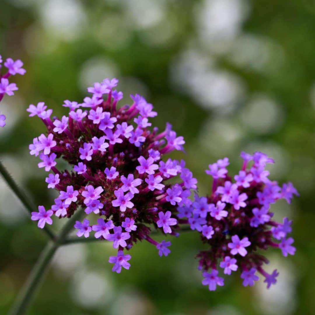 150 Purpletop Vervain Seeds | Tall Verbena Bonariensis for