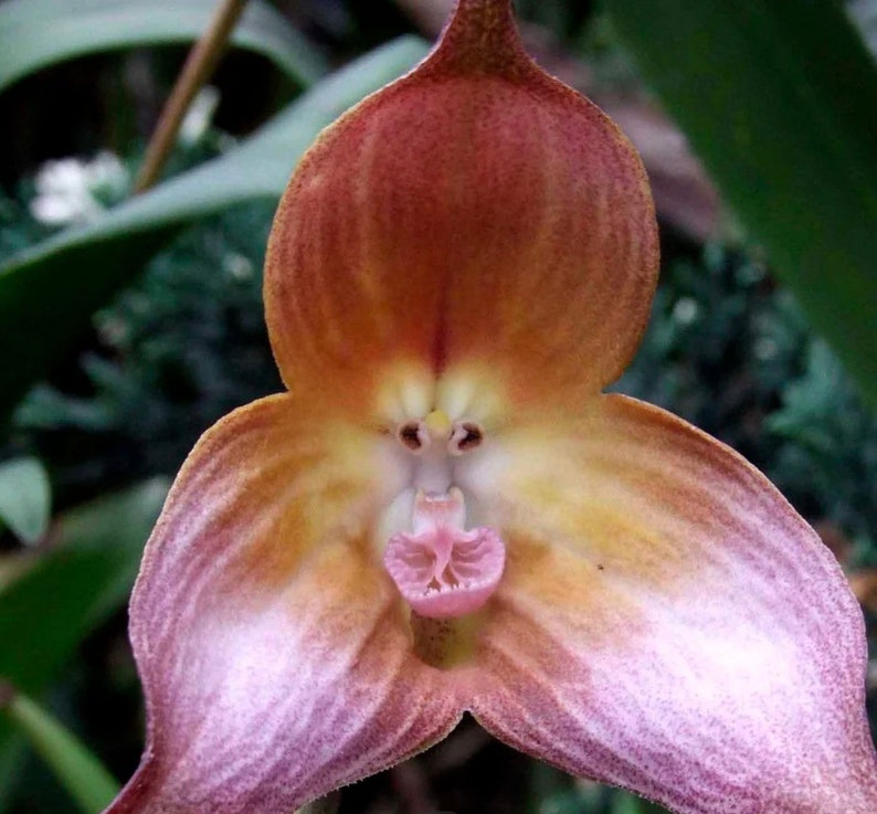 25 AUTHENTIC Monkey Face Orchid Plant Seeds Fragrant Orchid Flowers