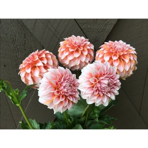 12 Peach Dahlia Seeds - Summer Garden Flowers - MASSIVE Petals image 2
