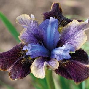 Black Joker Siberian Iris Seeds /Easiest Iris to Grow! (Iris sibirica) 20 Seeds