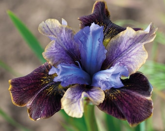 Black Joker Siberian Iris Seeds /Easiest Iris to Grow! (Iris sibirica) 20 Seeds