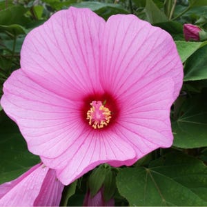 20 Swamp Rose Mallow Seeds – Hibiscus moscheutos | Hardy Native Hibiscus | Open Pollinated I Pollinator Gardens