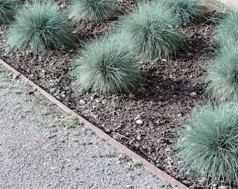 Blue Fescue Grass Seeds | Drought Tolerant Ornamental Ground Cover